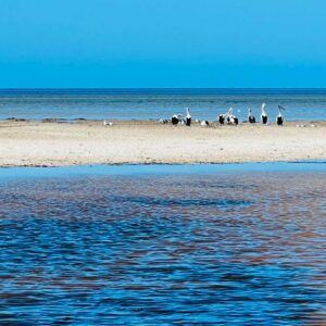 Alignment Retreats seagulls at Thompson Beach